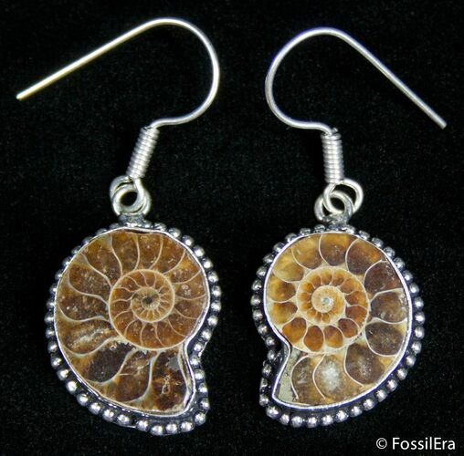 Cut And Polished Ammonite Earrings #2678